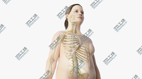 images/goods_img/20210312/3D Obese Female Skin, Skeleton And Nerves Rigged/1.jpg